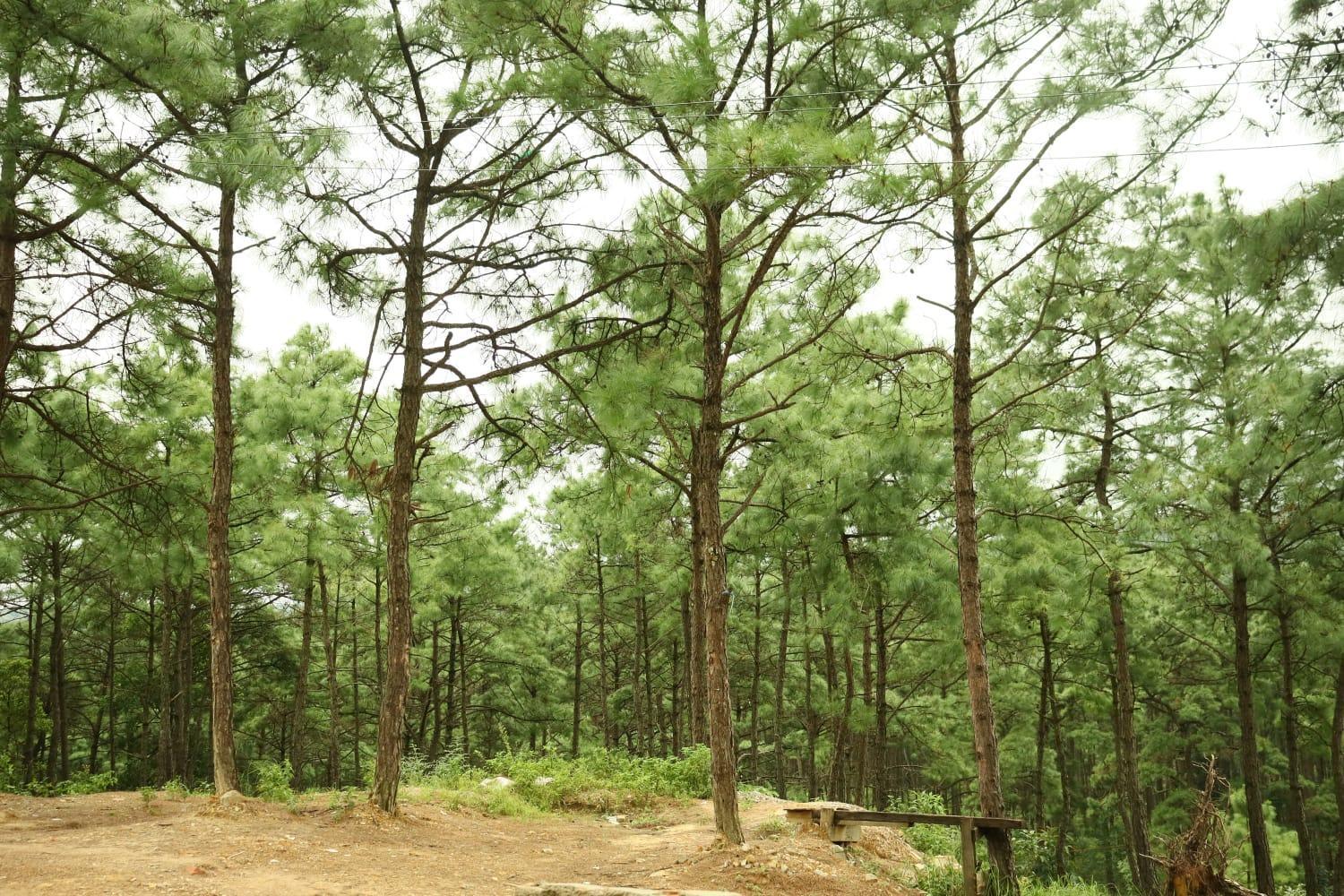 Pine Tree Lodge Шиллонг Екстер'єр фото
